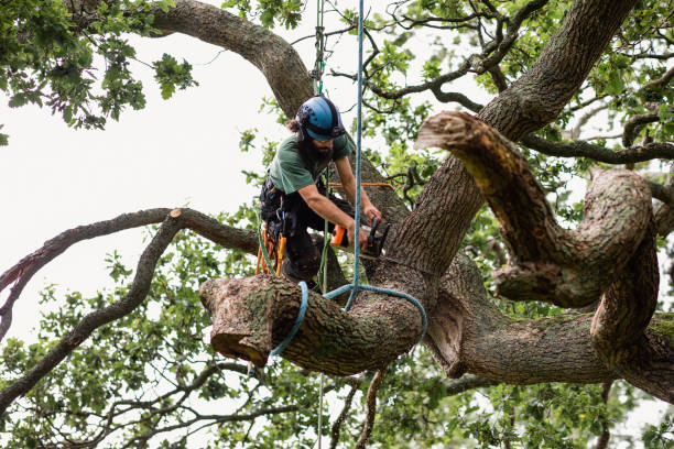 How Our Tree Care Process Works  in  Manchester, OH
