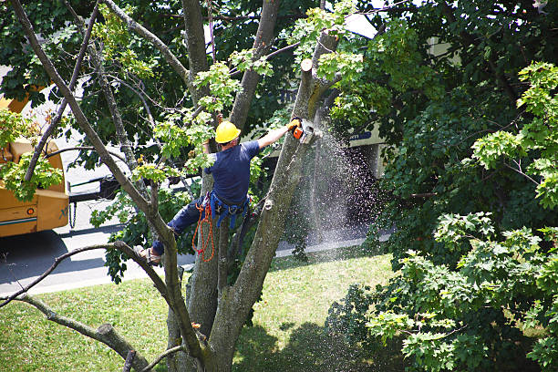 Best Tree Cabling and Bracing  in Manchester, OH